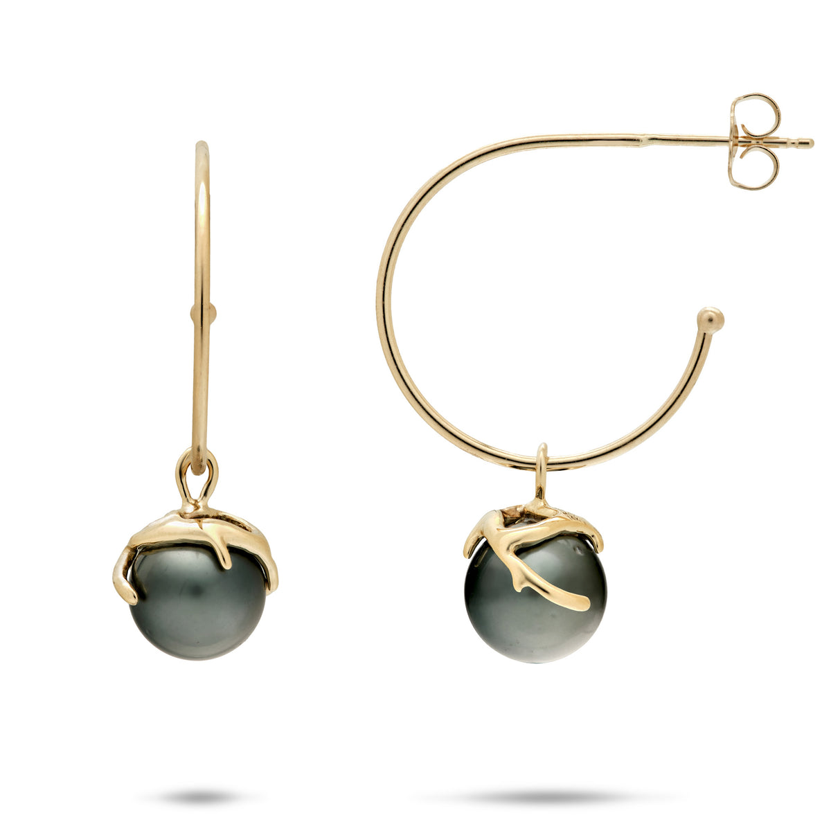 A pair of 14k yellow gold hoop stud earrings with a dangling Tahitian black pearl wrapped in a coral branch design, shown front facing and side facing on a white background