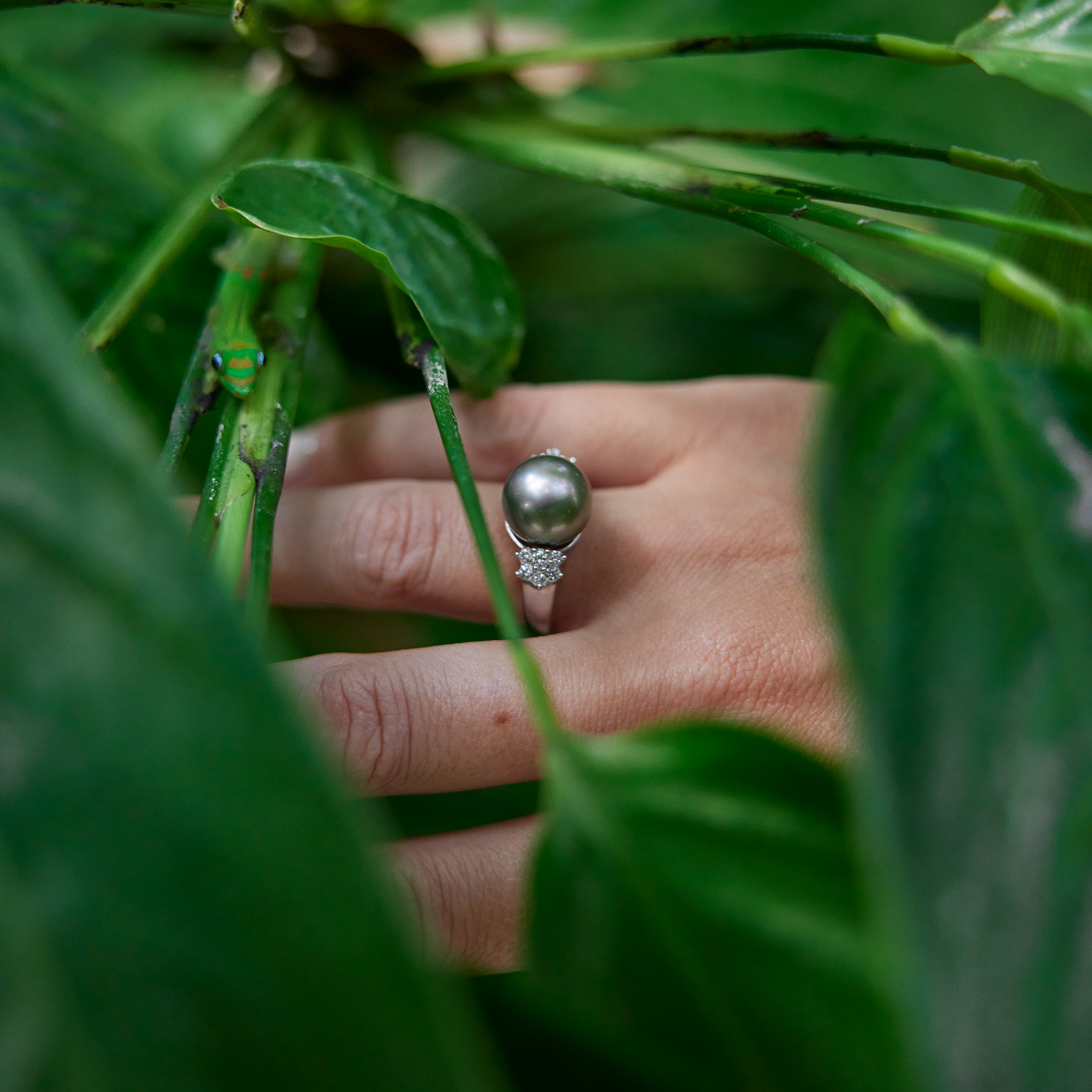 Hand over leaf wearing Tahitian Black Pearl Ring in White Gold with Diamonds - 11-12mm